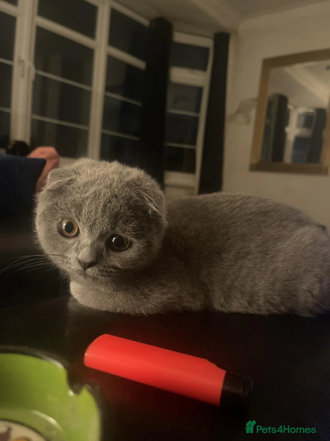 Scottish Fold cats for sale: Scottish Fold for rehoming - Advert 5