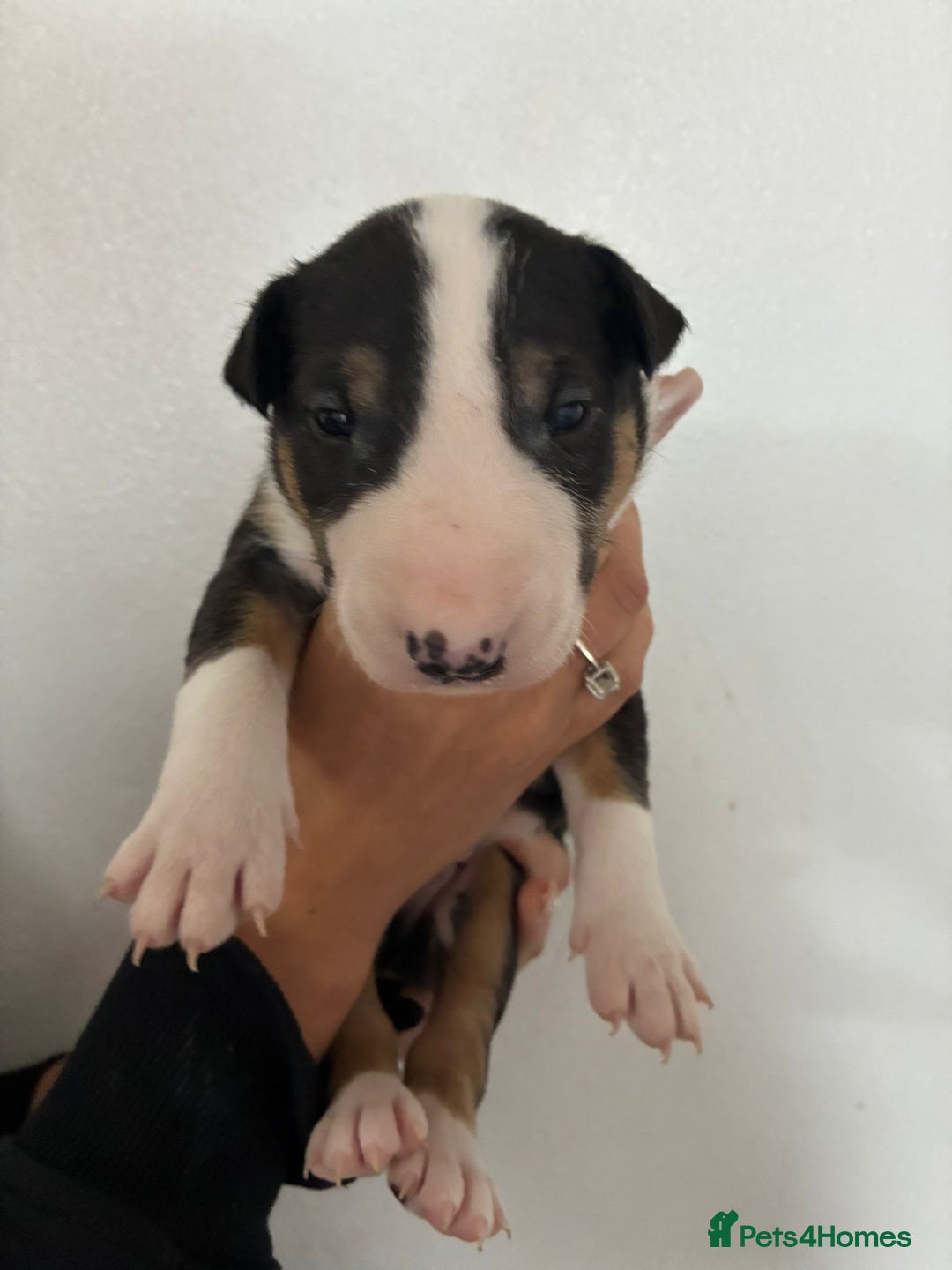 English Bull Terrier dogs for sale: English Bull Terrier puppies🐾KC Registered  - Image 14