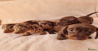 Miniature Dachshund dogs - Advert 15