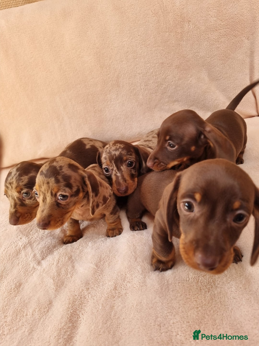 Miniature Dachshund dogs for sale: Miniature dachshund  - Image 3