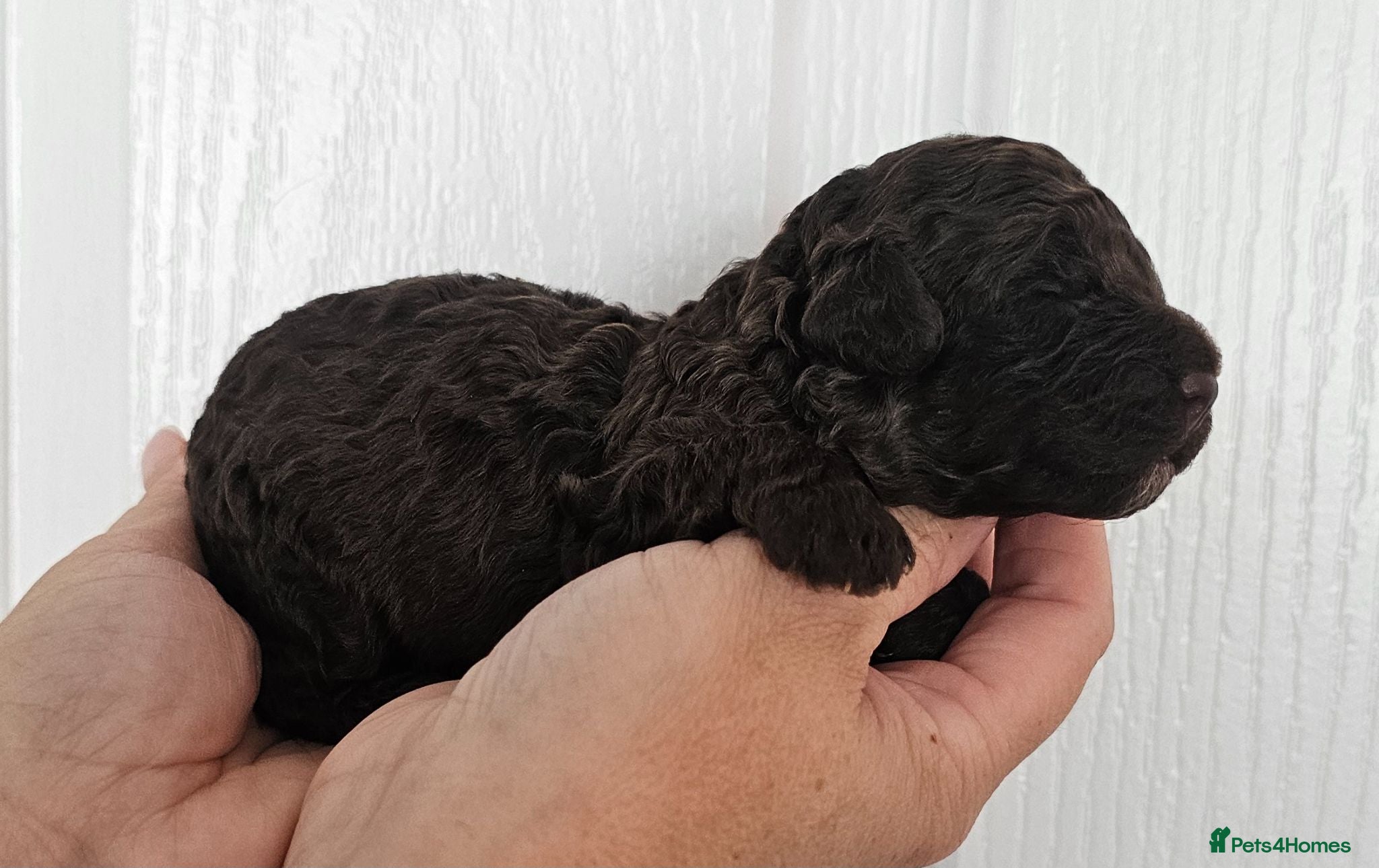 Miniature Poodle dogs Stunning kc registered minature poodle pups  - Advert 2