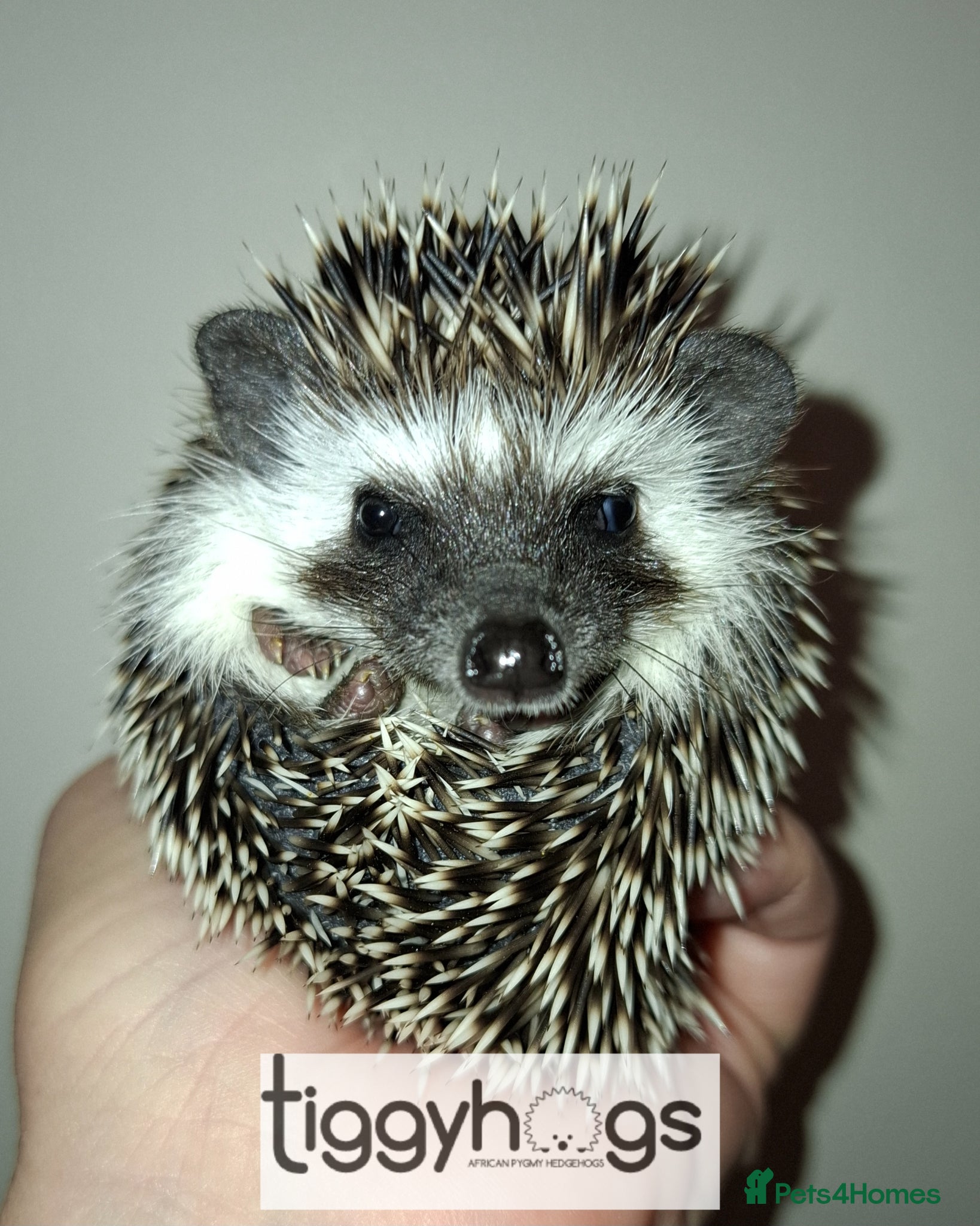 Pygmy Hedgehog rodents New pics added 23/4 male and female available  - Advert 1