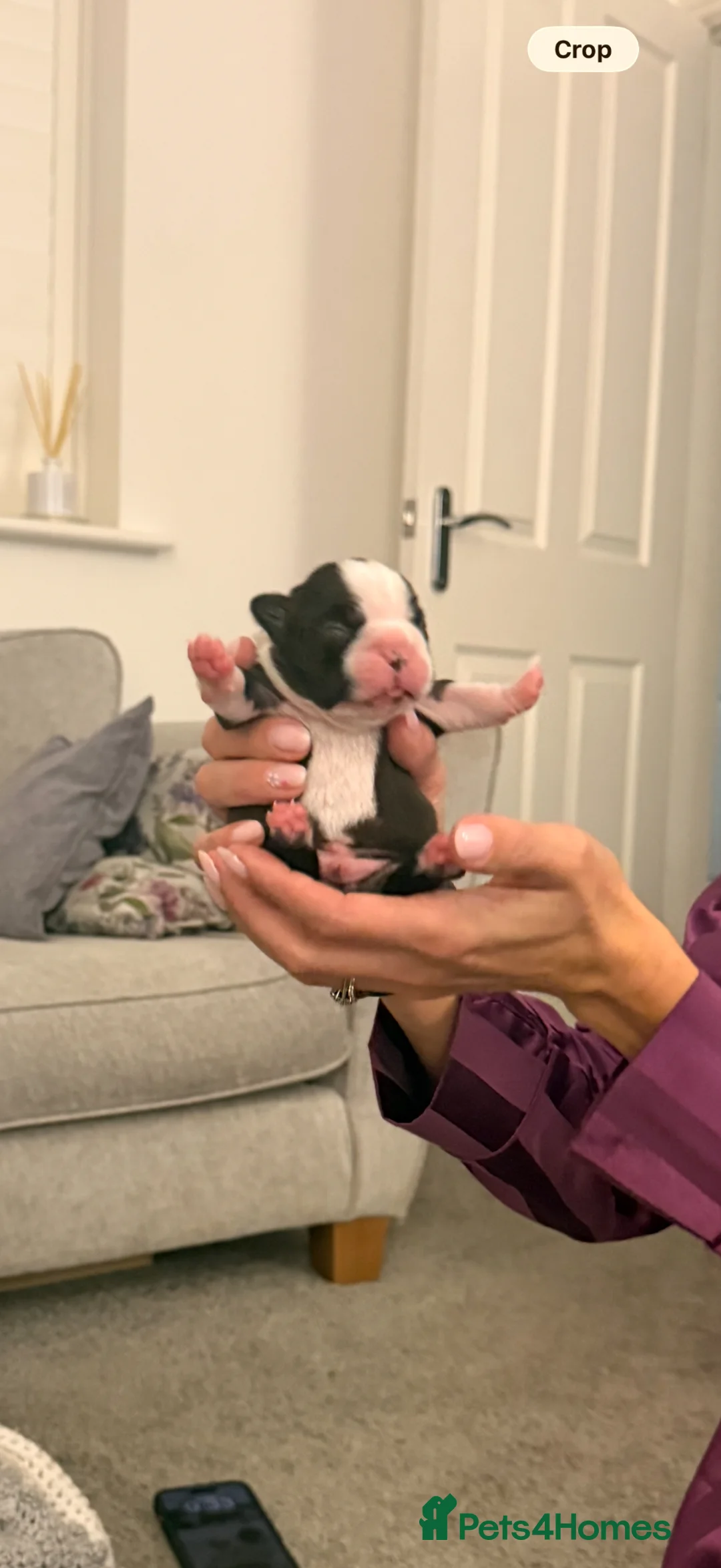 Boston Terrier dogs for sale: Male and female Boston Terrier - Advert 2