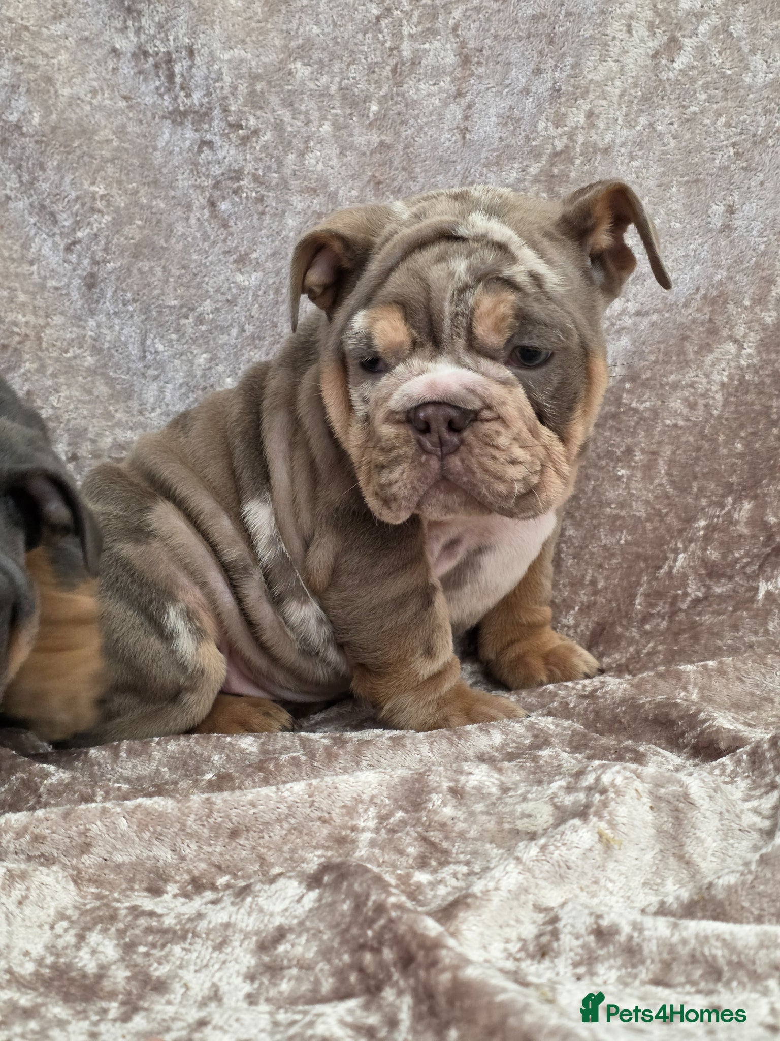 English Bulldog dogs British bulldog pups ready now  - Advert 14