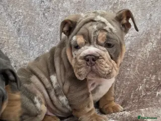 English Bulldog dogs British bulldog pups ready now - Advert 14