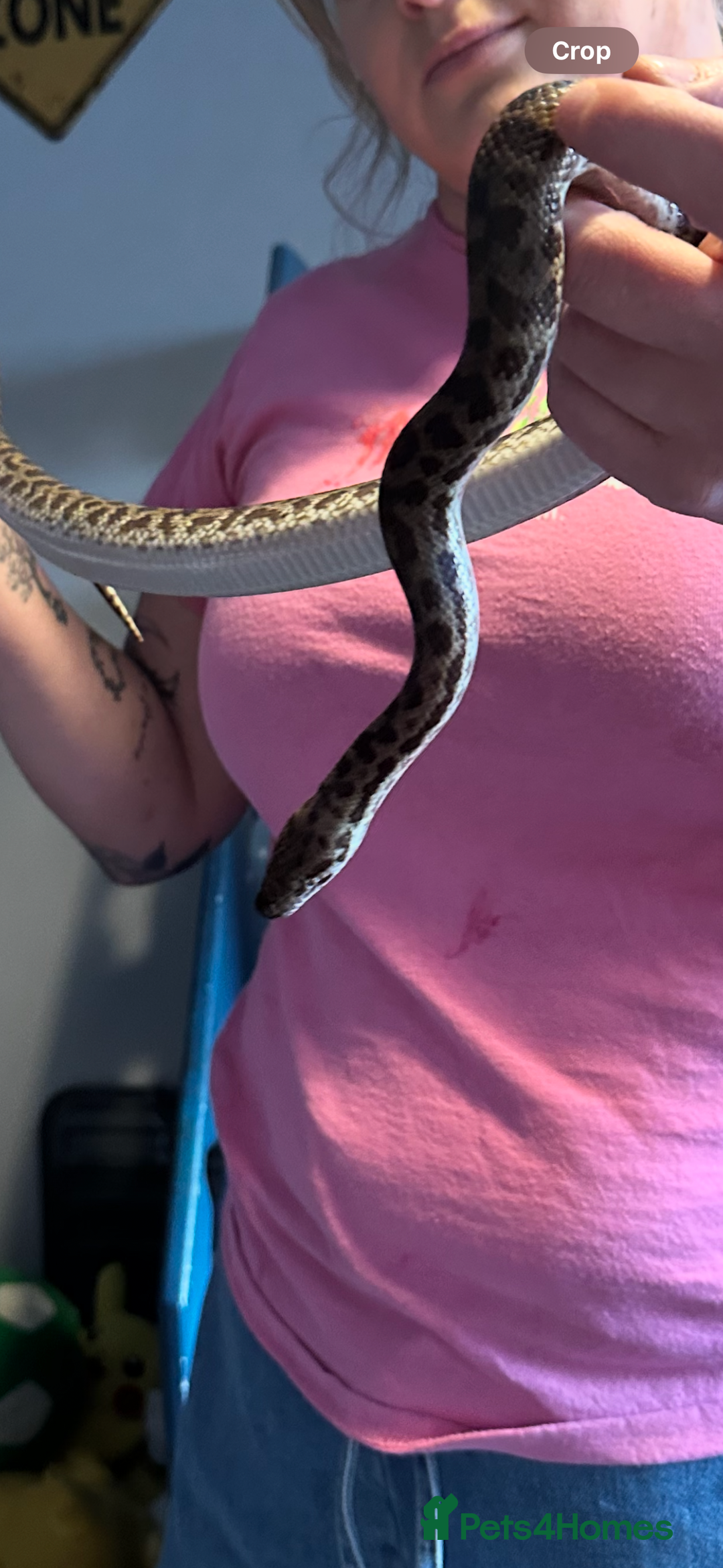 Python Snake reptiles for sale: Spotted Python  - Image 2