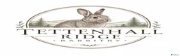 Mixed Breed rabbits for sale: Californian cross New Zealand White Rabbits  - Advert 2