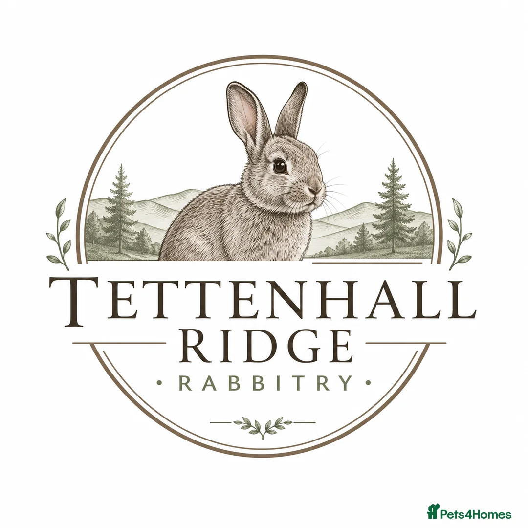 Mixed Breed rabbits for sale: Californian cross New Zealand White Rabbits  - Advert 2