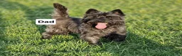 Cairn Terrier dogs for sale: KC Cairn Terrier Pups - boys only - Advert 8