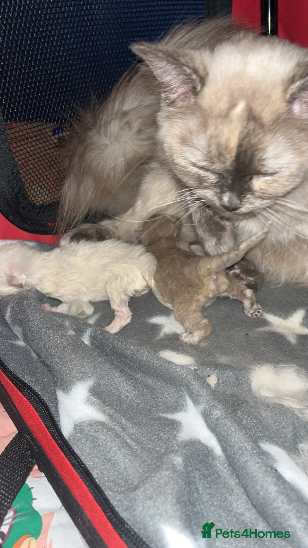 Ragdoll cats for sale: Cherubim ragdolls full pedigree - Advert 7