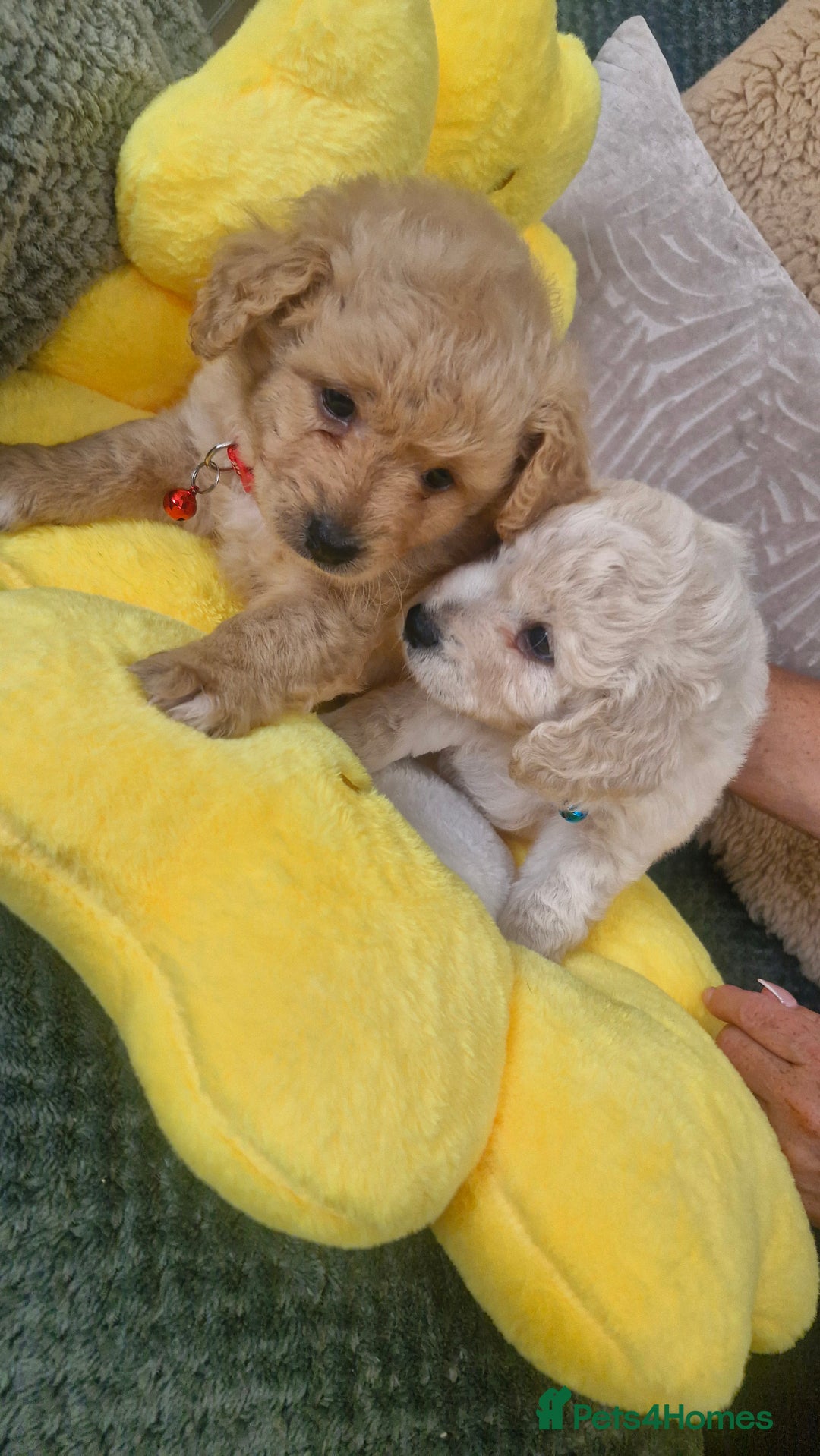Mixed Breed dogs for sale: Maltipoo puppies  - Image 10