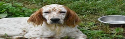 English Setter dogs for adoption: Zur   in Alfreton - Advert 7