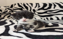 Mixed Breed cats for sale: Kittens - Image 16