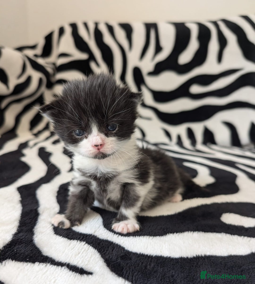 Mixed Breed cats for sale: Kittens - Image 16