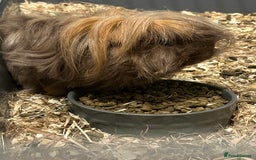 Guinea Pig rodents for sale: Two male guinea pigs - Image 4