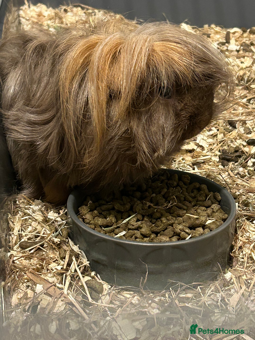 Guinea Pig rodents for sale: Two male guinea pigs - Image 4
