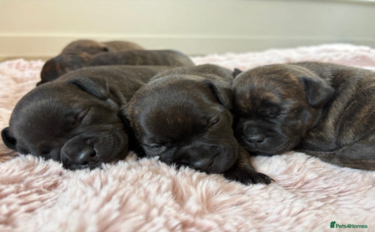 Staffordshire Bull Terrier dogs KC REGISTERED BRINDLE STAFFORDSHIRE BT PUPPIES - Advert 1
