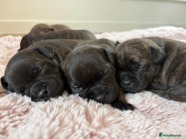 Staffordshire Bull Terrier dogs KC REGISTERED BRINDLE STAFFORDSHIRE BT PUPPIES - Advert 1