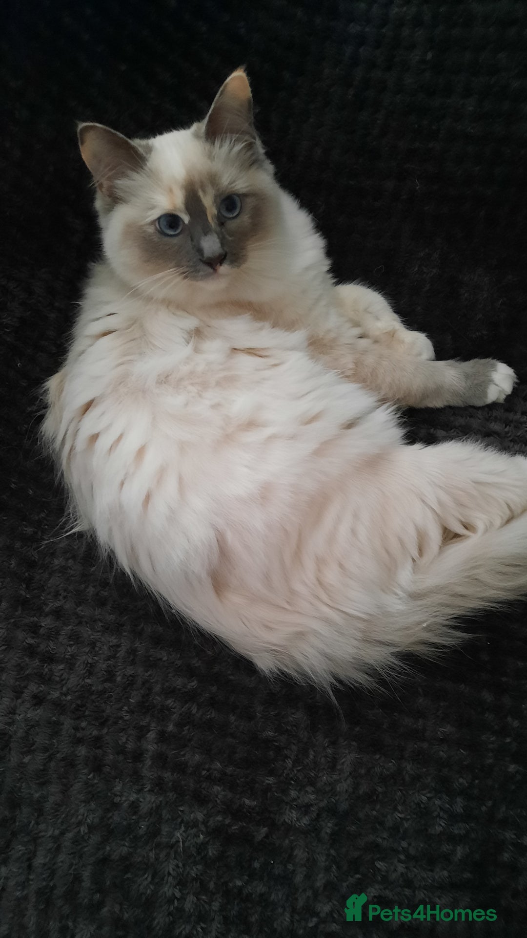 Ragdoll cats for sale:  Ragdoll Tortie - Advert 2
