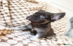 French Bulldog dogs for sale: Beautiful litter off French bulldog puppies  - Image 27