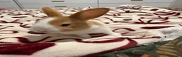 Mixed Breed rabbits for sale: Rabbits aged 5 weeks currently in Portsmouth - Advert 18