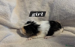 Guinea Pig rodents for sale: Baby sheltie and texel guineapigs  - Advert 4