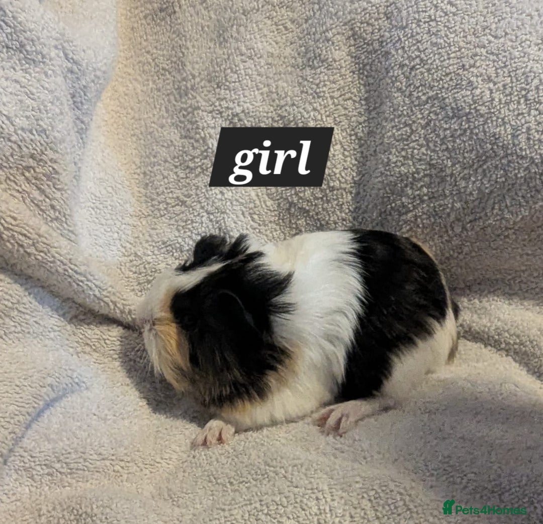 Guinea Pig rodents for sale: Baby sheltie and texel guineapigs  - Advert 4