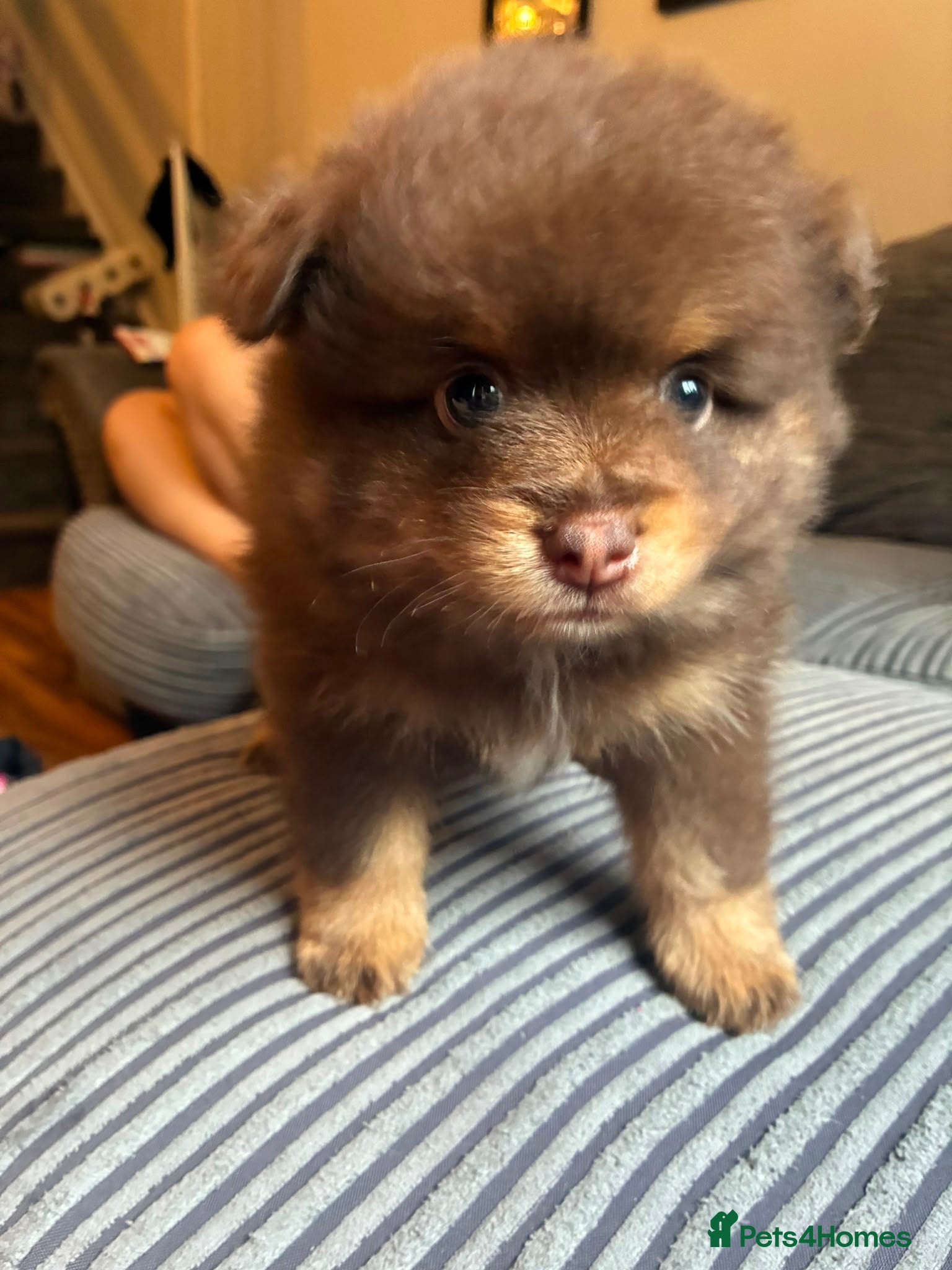 Pomeranian dogs Ready to go in 4-5 weeks X2 boy Poms  - Advert 2