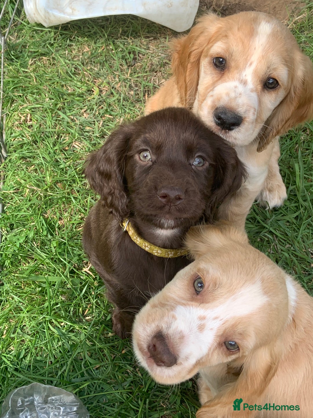 Cocker Spaniel dogs for sale: Cocker Spaniel Puppies - Image 6
