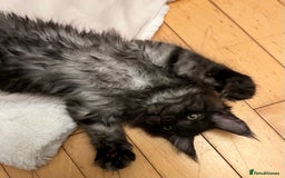 Maine Coon cats for sale: GCCF active / domestic Maine Coon  - Image 28