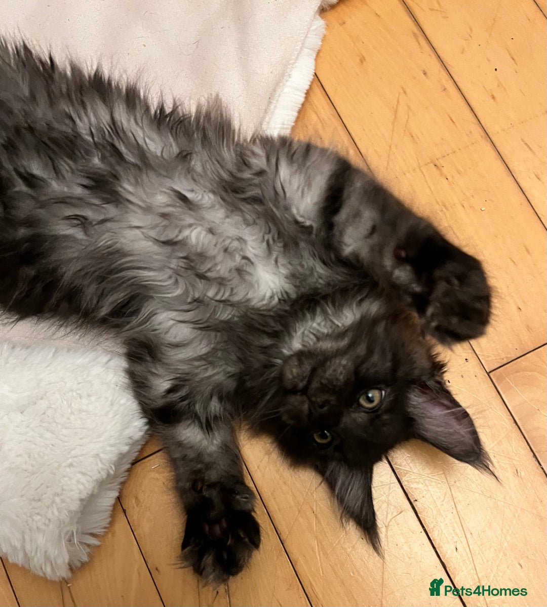 Maine Coon cats for sale: GCCF active / domestic Maine Coon  - Image 28