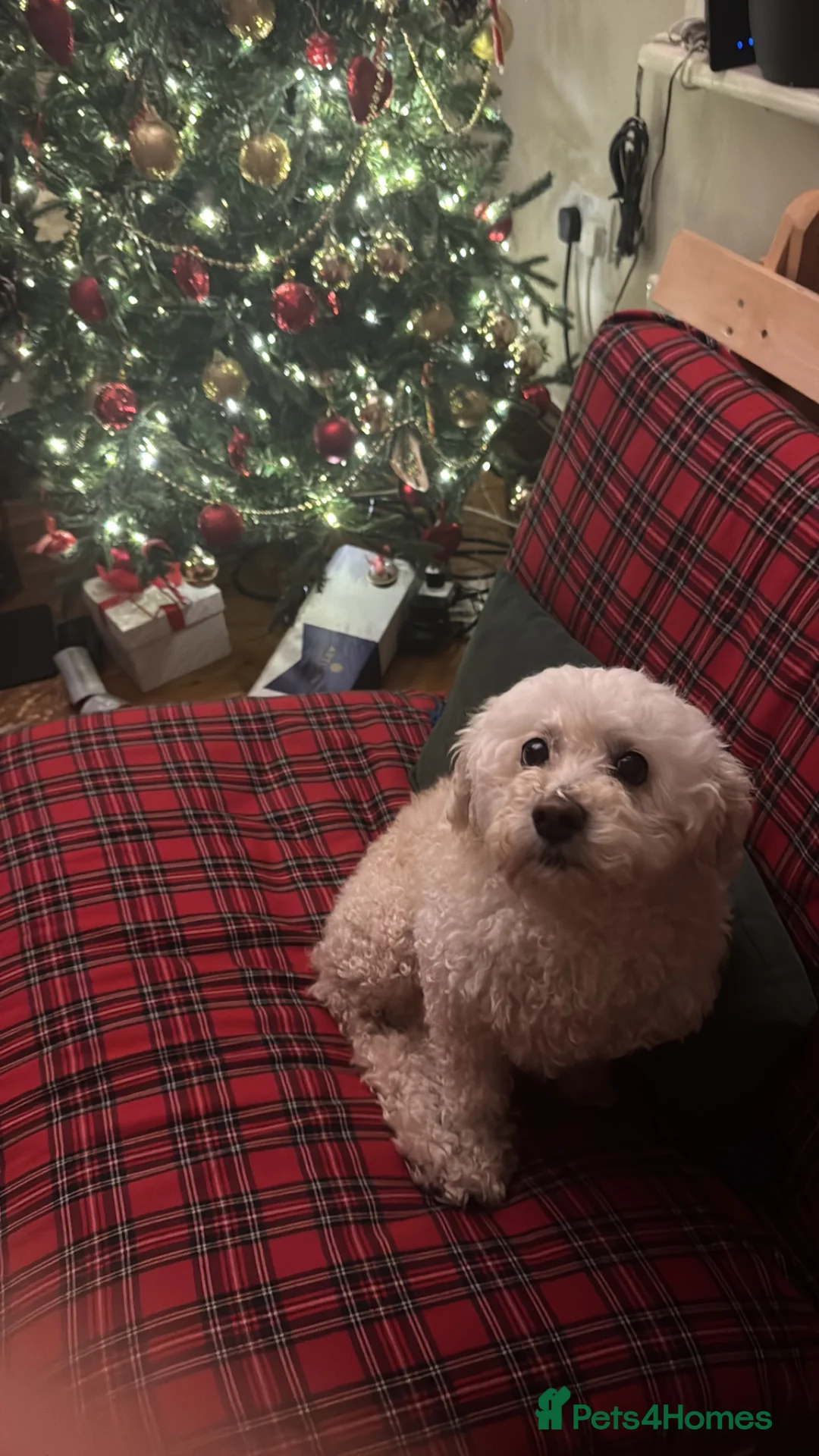 Cocker Spaniel dogs for sale: Choco & Mabelle-Bonded Pair looking for a Home - Advert 2