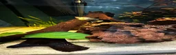 Other/Mixed Breed fish for sale: Aqua one fish tank 159l- no scratches - Advert 15