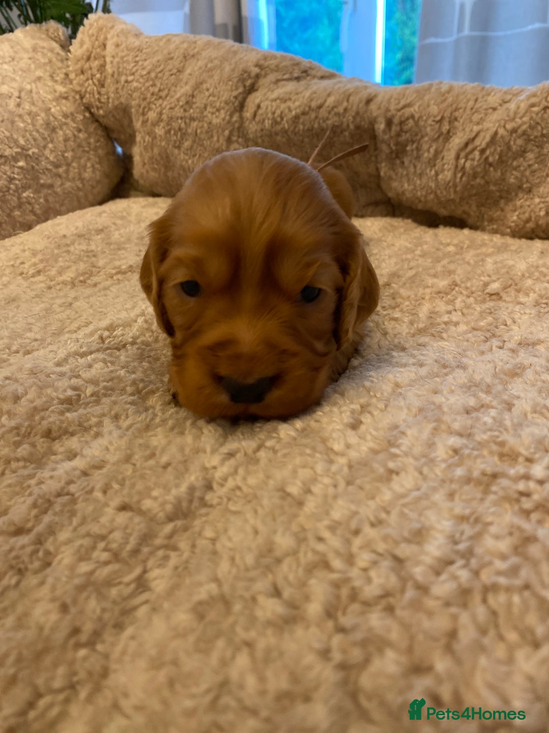Cocker Spaniel dogs for sale: KC Working Cocker Spaniel Puppies  - Advert 6