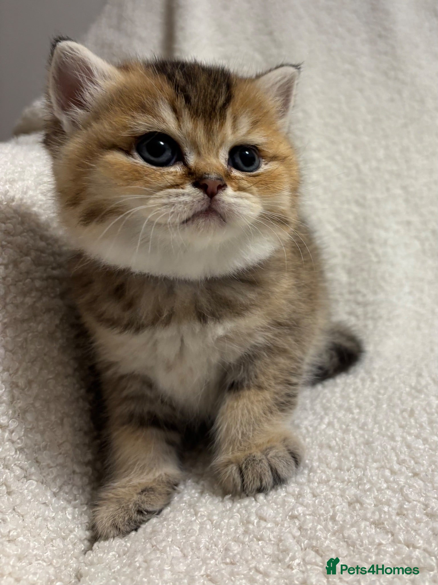 British Shorthair cats 🏆😍 Irresistible Golden Chinchilla’s Mini BSH🏆😍 - Advert 16