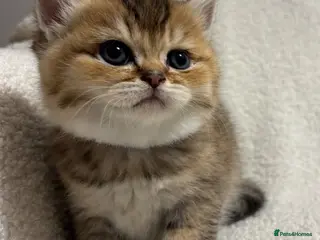British Shorthair cats 🏆😍 Irresistible Golden Chinchilla’s Mini BSH🏆😍 - Advert 1