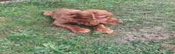 Cocker Spaniel dogs for sale: KC REG RED WORKING COCKER SPANIEL - Advert 7