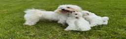 Mixed Breed dogs for sale: Beautiful litter of F1 Maltichon Puppies - Advert 16