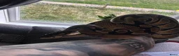 Python Snake reptiles for sale: Snakes - Advert 2