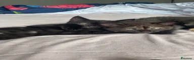 Tortie 2