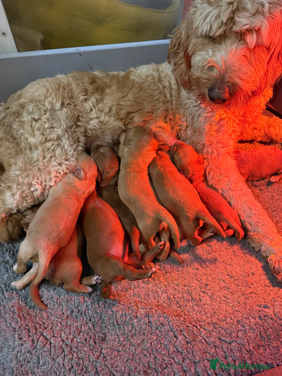 Goldendoodle dogs for sale: Goldendoodle standard puppies  - Advert 1