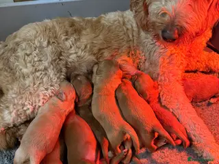 Goldendoodle dogs Goldendoodle standard puppies - Advert 9