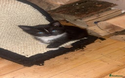 Mixed Breed cats for sale: Kittens - Image 5