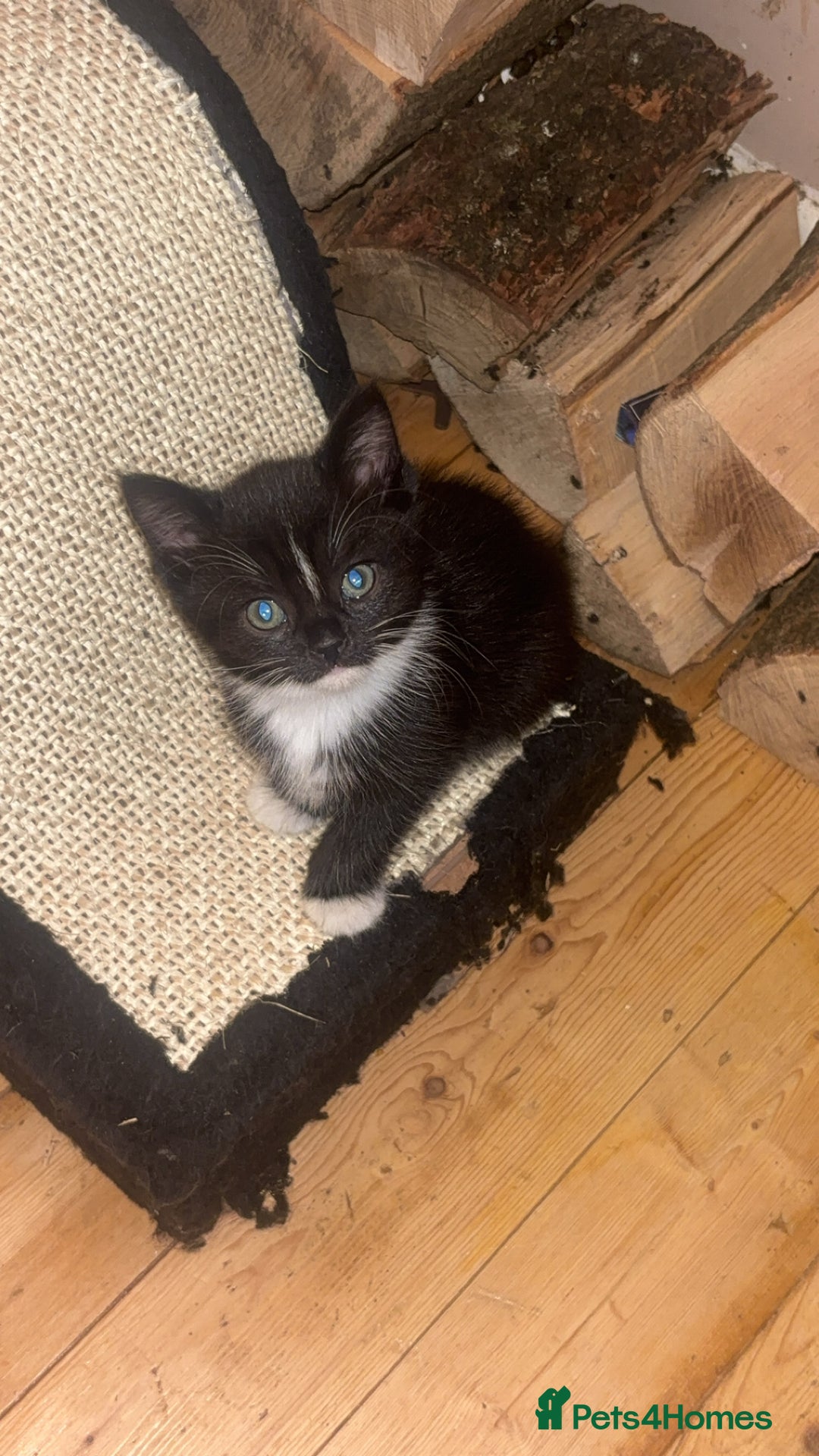 Mixed Breed cats for sale: Kittens - Image 5