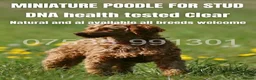 Miniature Poodle dogs for stud: Health tested red kc miniature poodle stud  - Advert 1