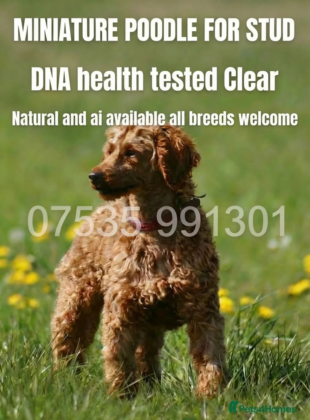 Miniature Poodle dogs for stud: Health tested red kc miniature poodle stud  - Advert 1