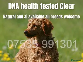 Miniature Poodle dogs Health tested red kc miniature poodle stud - Advert 12
