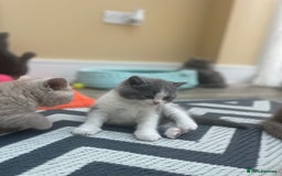 British Shorthair cats for sale: Champion Bloodline British Shorthair/Longhair - Image 19