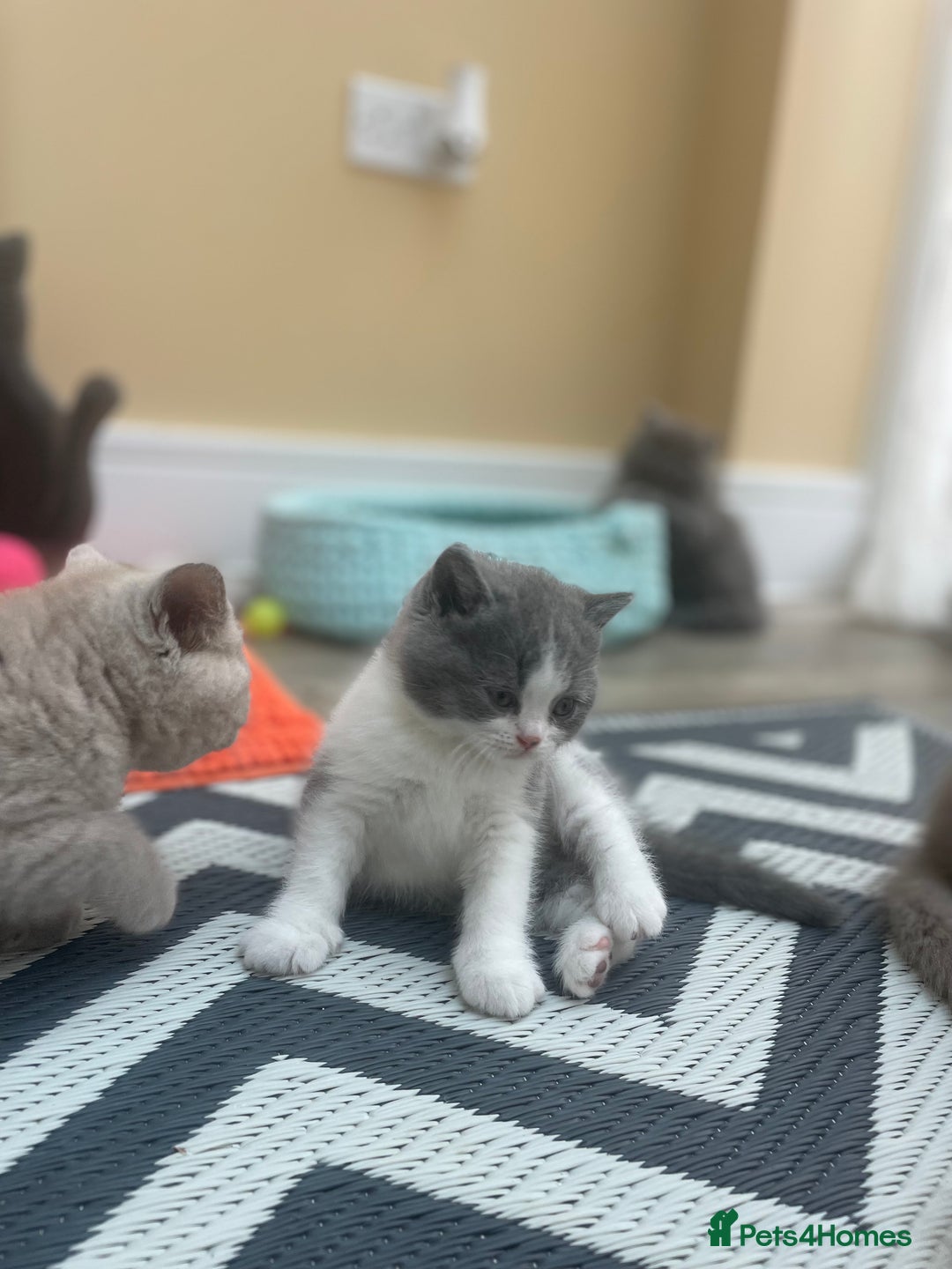 British Shorthair cats for sale: Champion Bloodline British Shorthair/Longhair - Image 19