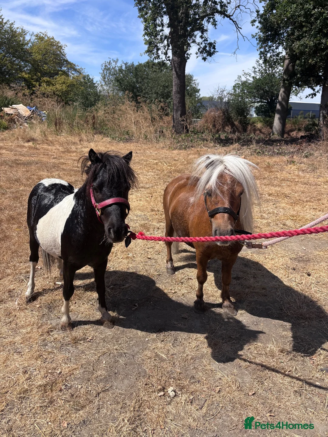 Shetland pony horses for sale: Ronnie and Reggie looking for their forever home in Hatfield - Advert 2